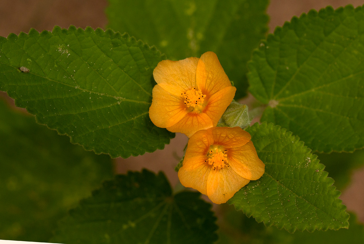 Sida cordifolia subsp. maculata Sida cordifolia subsp. maculata