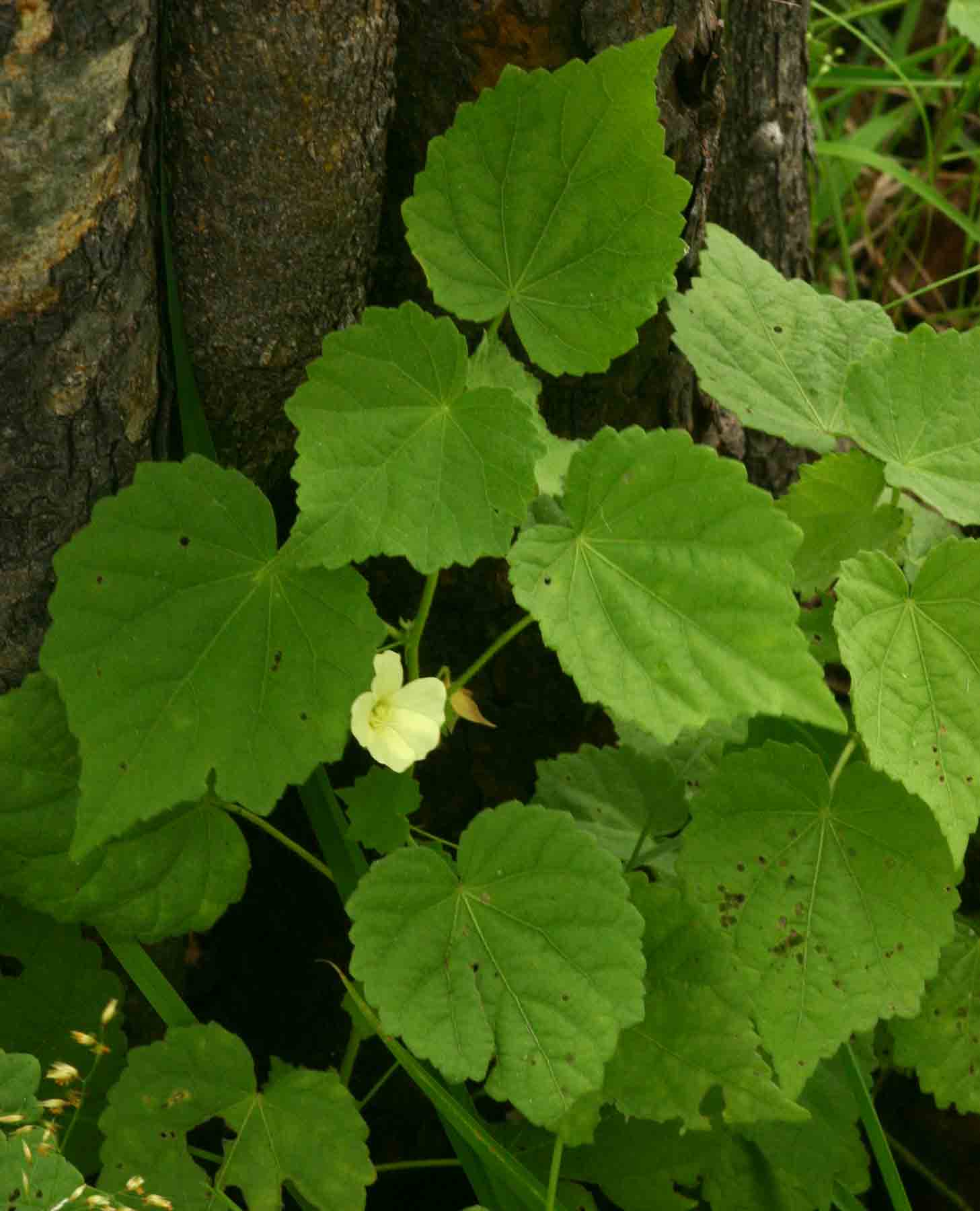Pavonia burchellii Pavonia burchellii