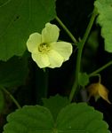 Pavonia burchellii