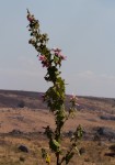Pavonia urens var. urens