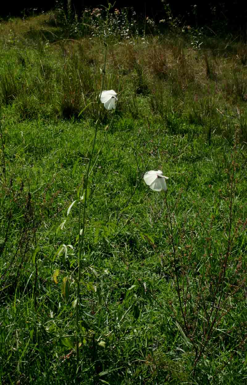 Hibiscus cannabinus