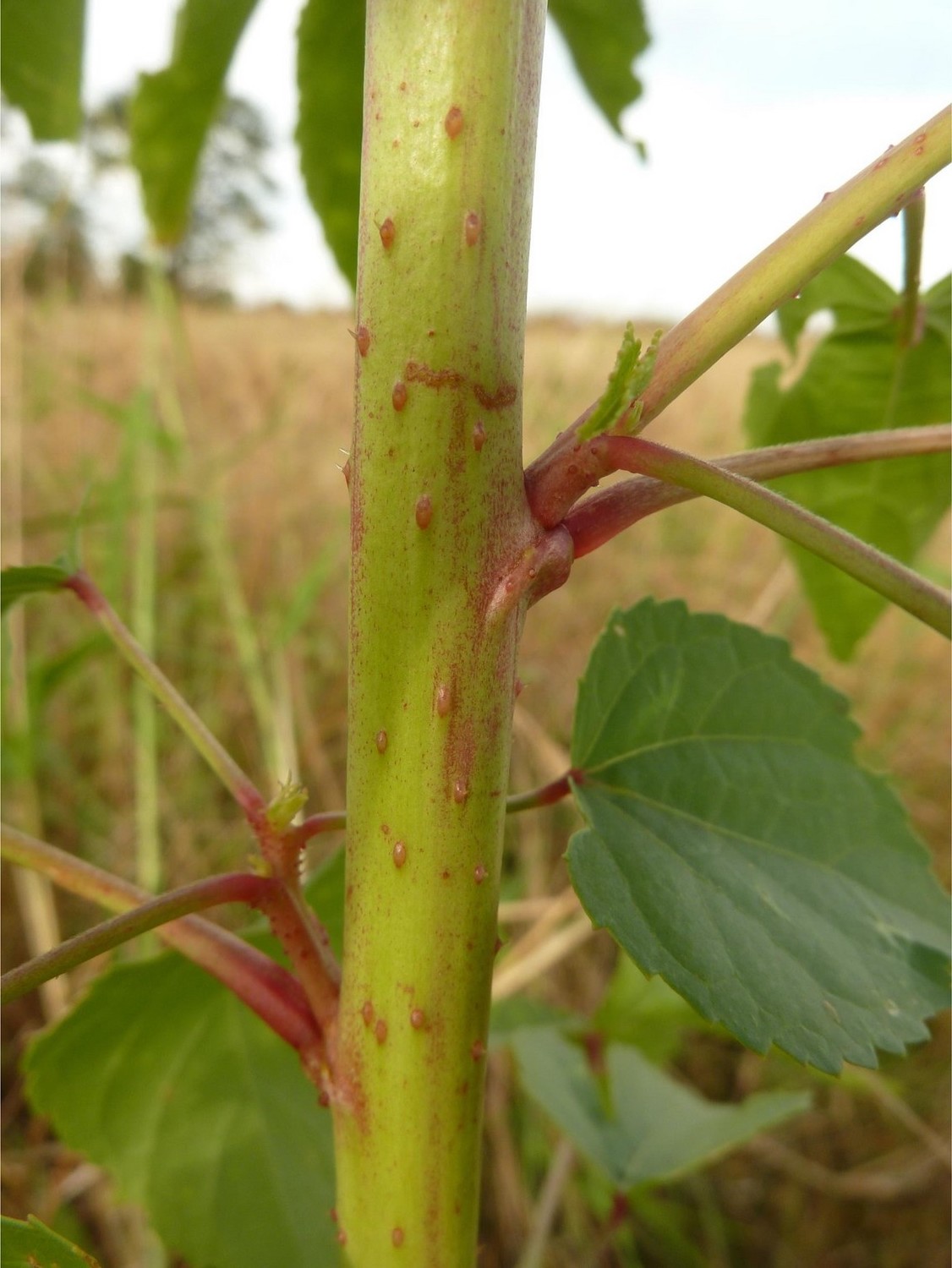 Hibiscus cannabinus