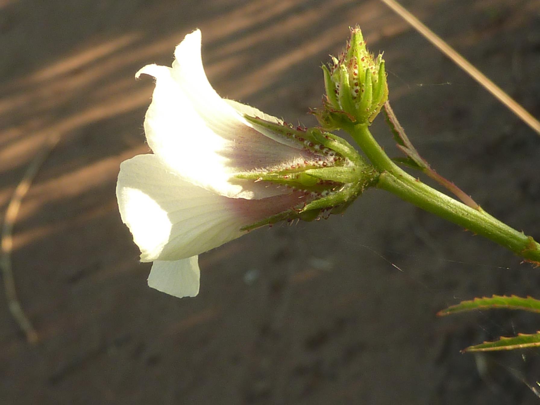 Hibiscus cannabinus