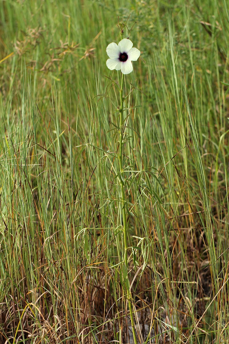 Hibiscus cannabinus Hibiscus cannabinus