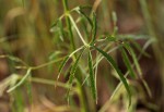 Hibiscus cannabinus