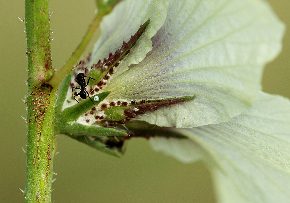 Hibiscus cannabinus Hibiscus cannabinus