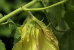 Hibiscus ludwigii