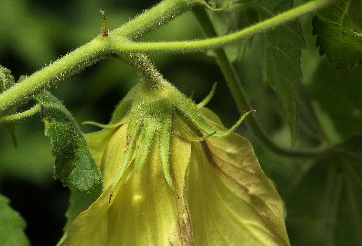 Hibiscus ludwigii