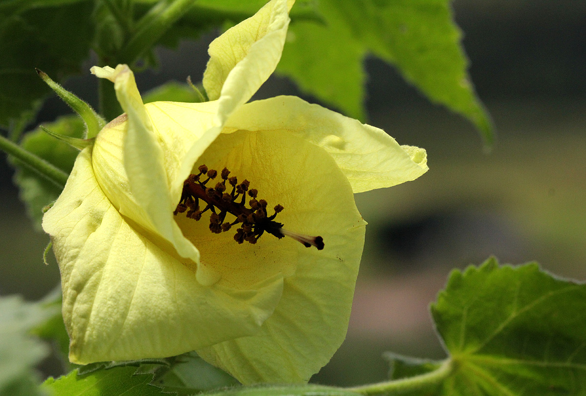 Hibiscus ludwigii Hibiscus ludwigii