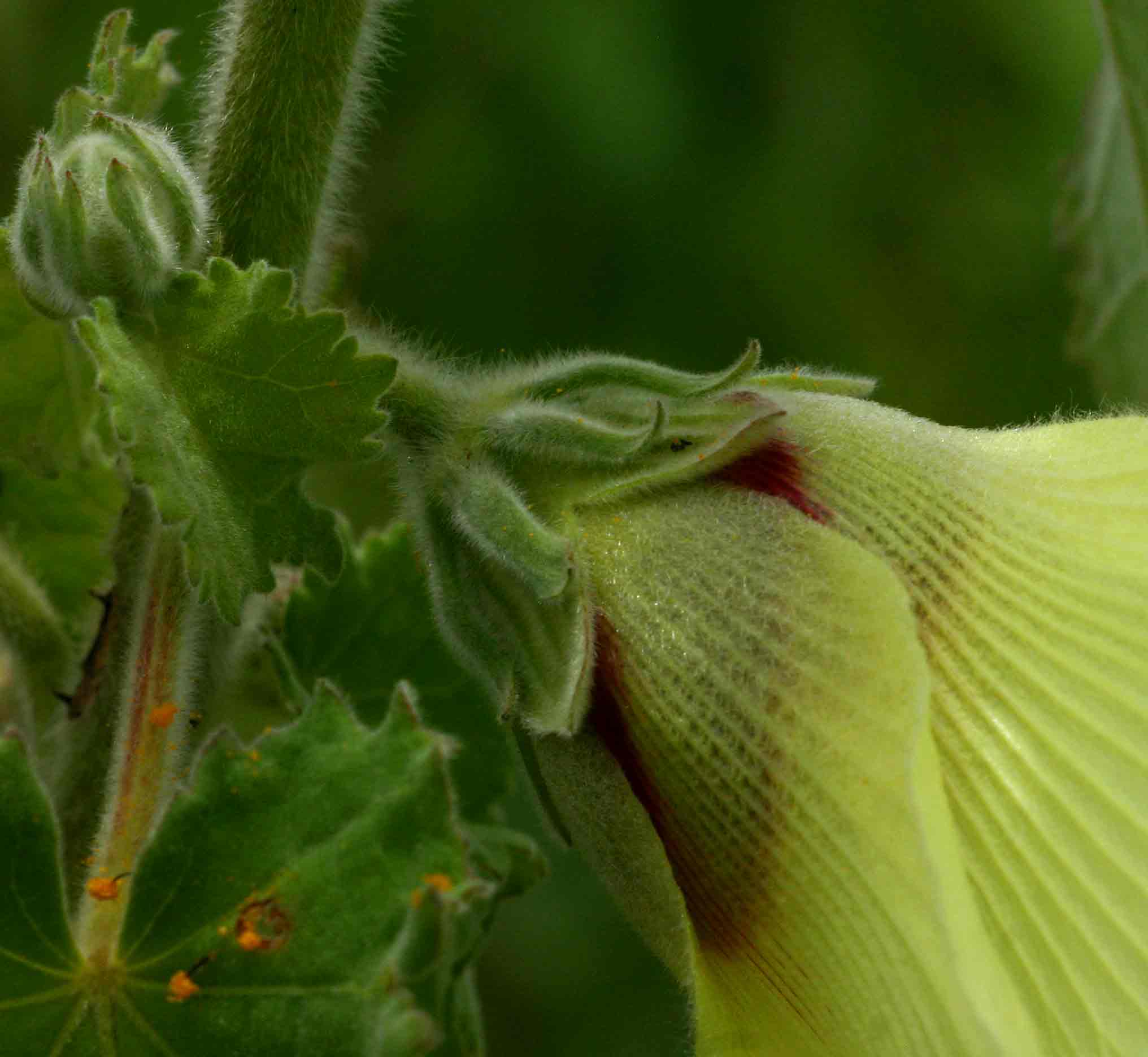 Hibiscus panduriformis