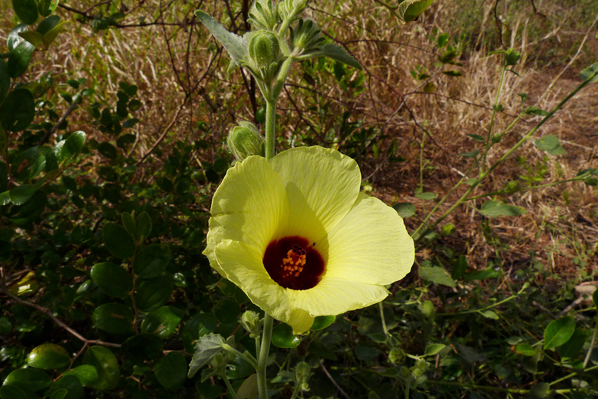Hibiscus panduriformis Hibiscus panduriformis