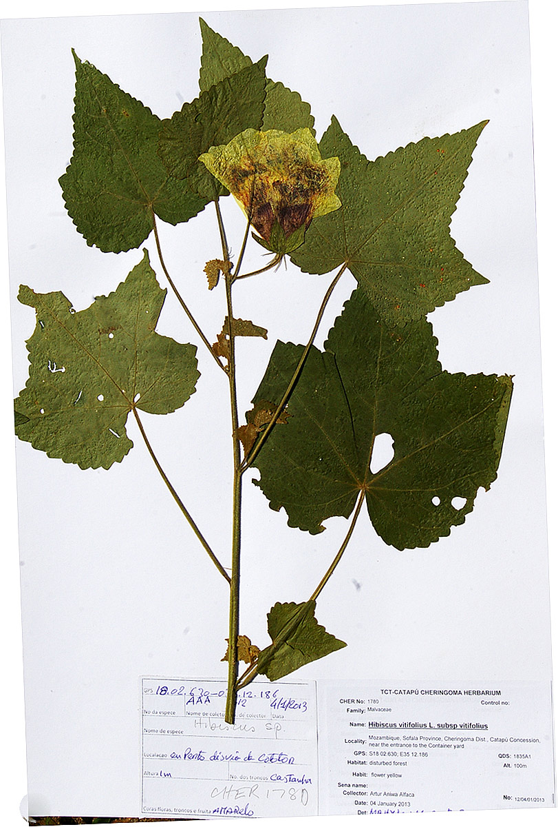 Hibiscus vitifolius subsp. vitifolius