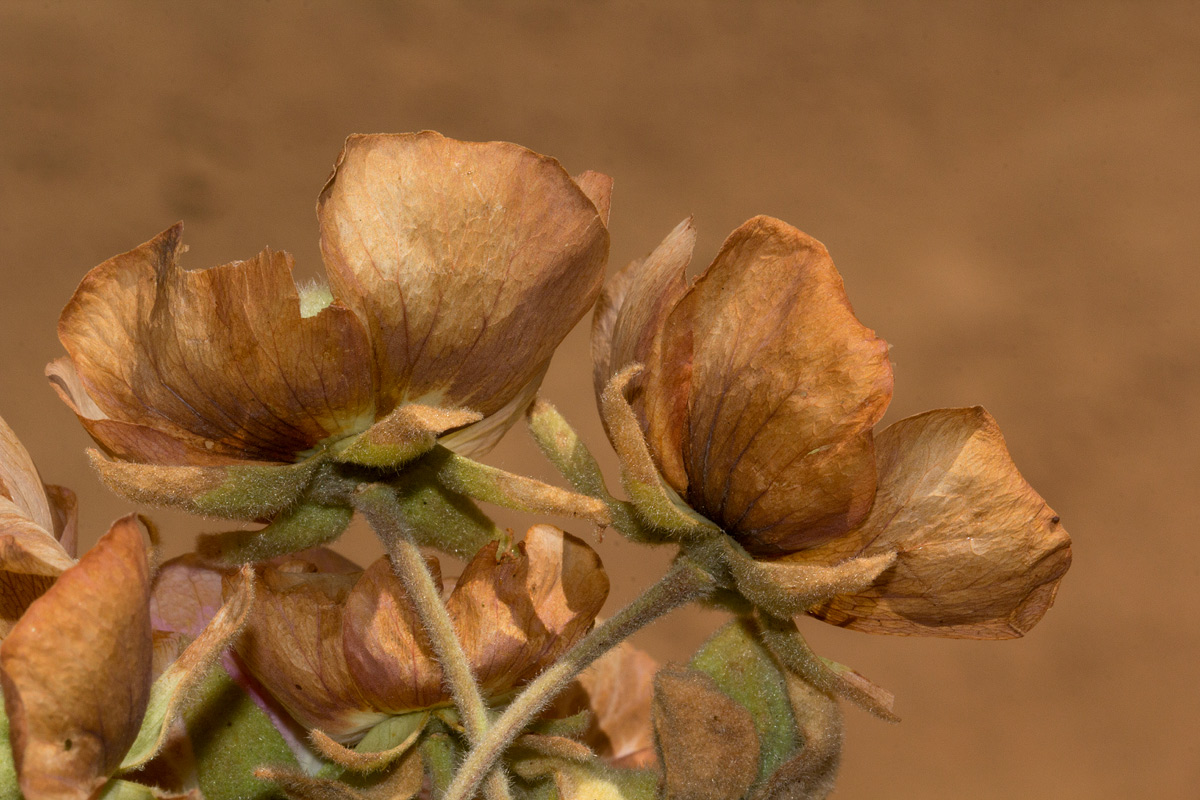 Dombeya burgessiae Dombeya burgessiae