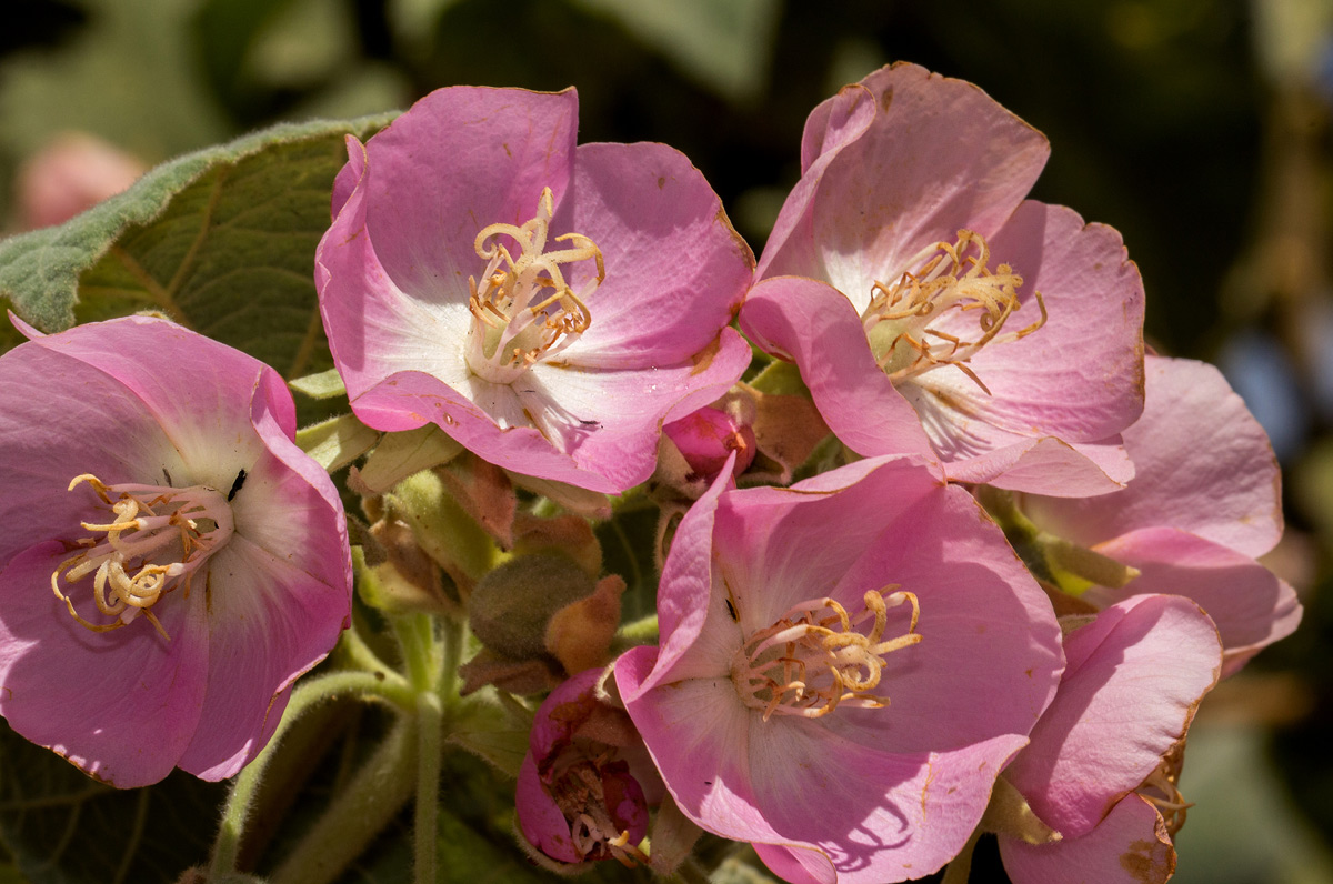 Dombeya burgessiae Dombeya burgessiae