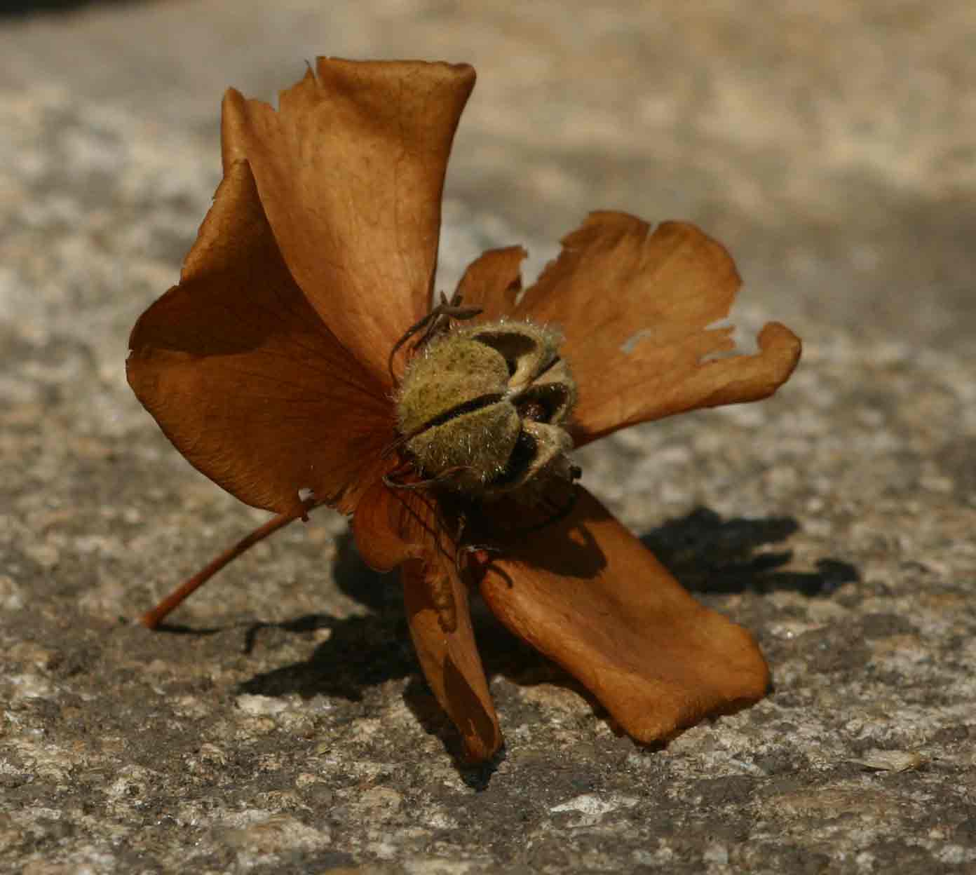 Dombeya burgessiae Dombeya burgessiae
