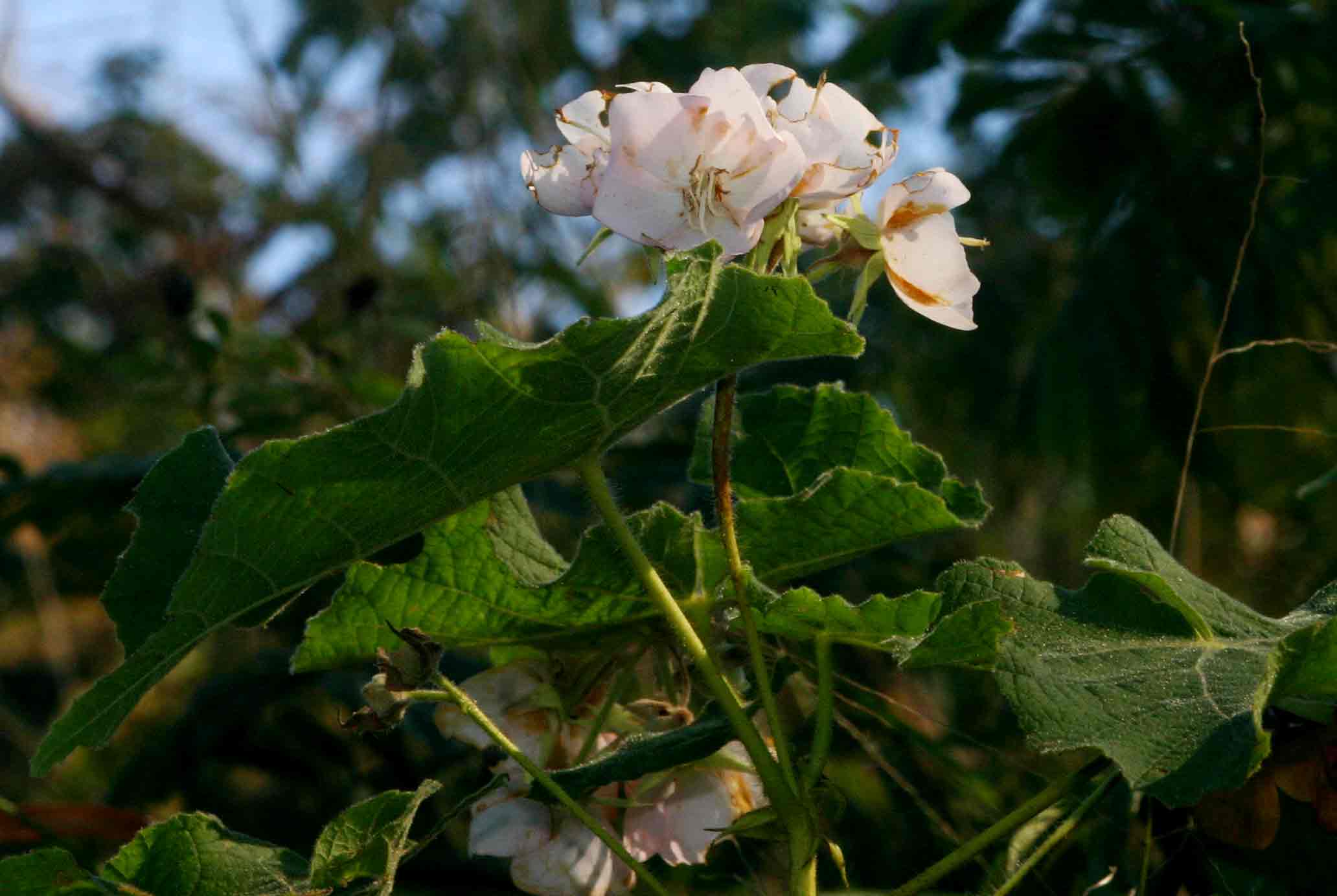 Dombeya burgessiae Dombeya burgessiae