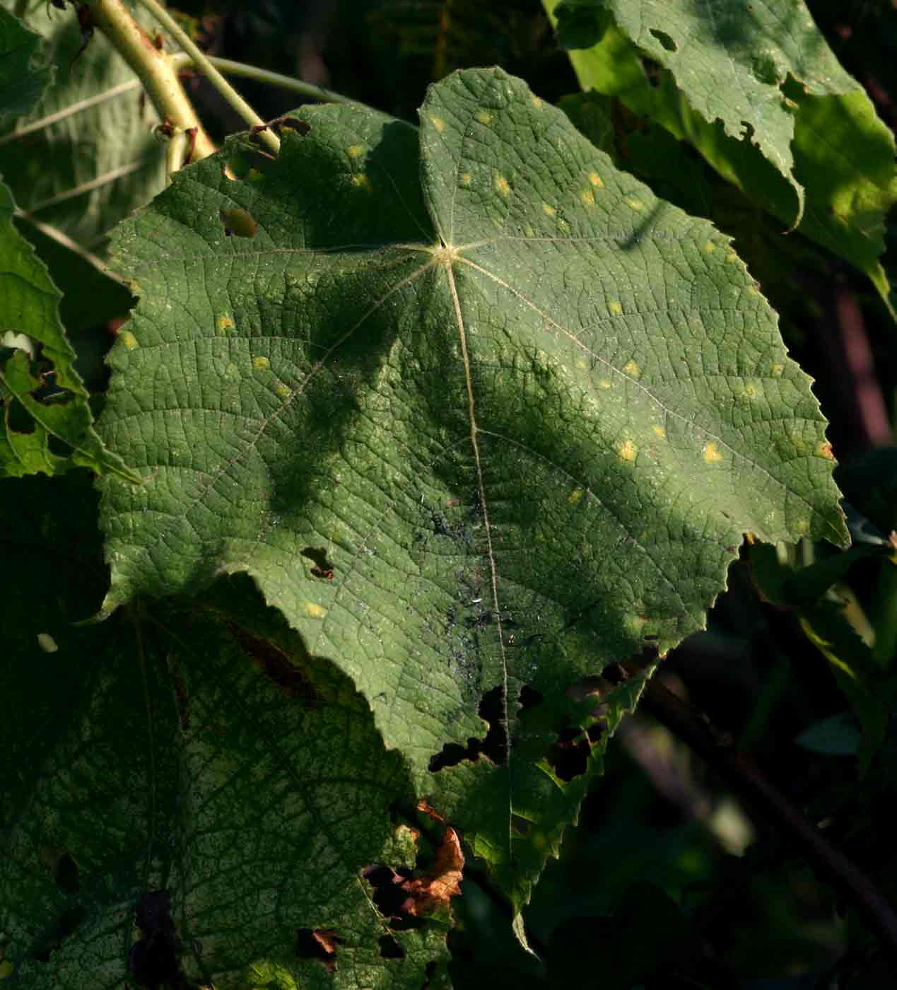 Dombeya burgessiae Dombeya burgessiae