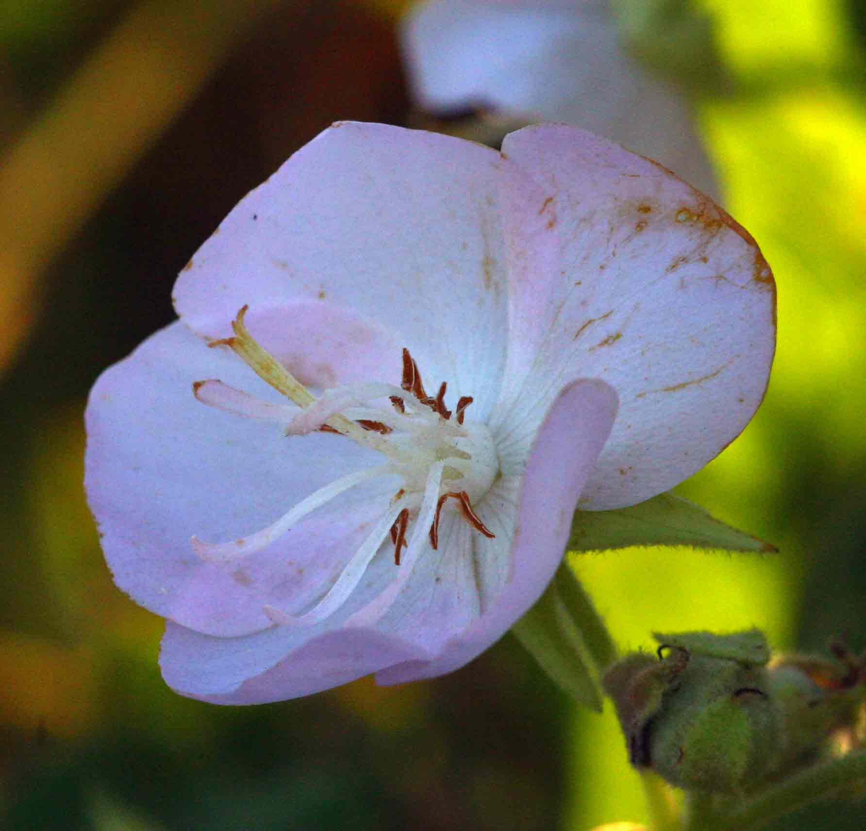 Dombeya burgessiae Dombeya burgessiae