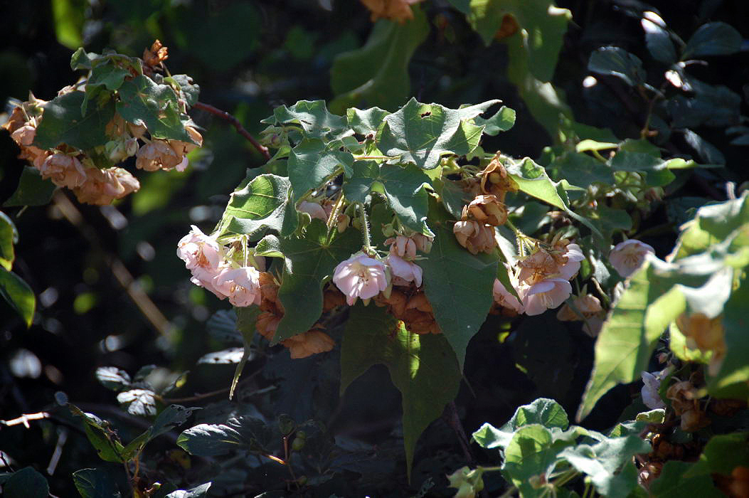 Dombeya burgessiae Dombeya burgessiae