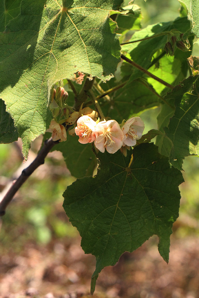 Dombeya burgessiae Dombeya burgessiae