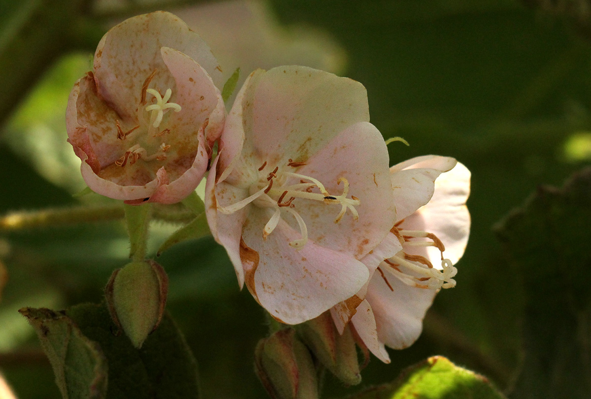Dombeya burgessiae Dombeya burgessiae
