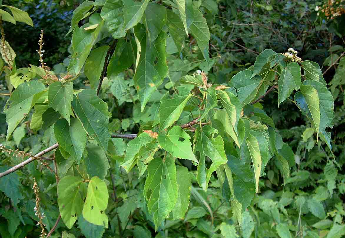 Dombeya kirkii Dombeya kirkii