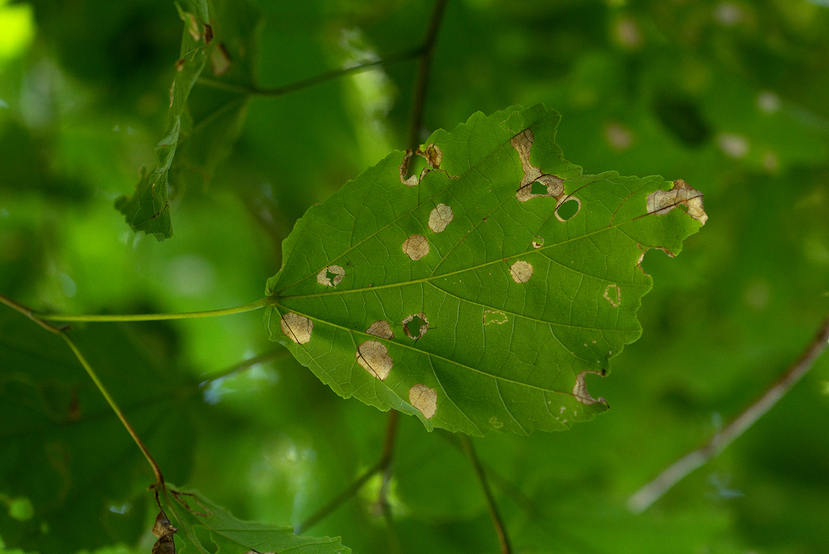 Dombeya kirkii Dombeya kirkii