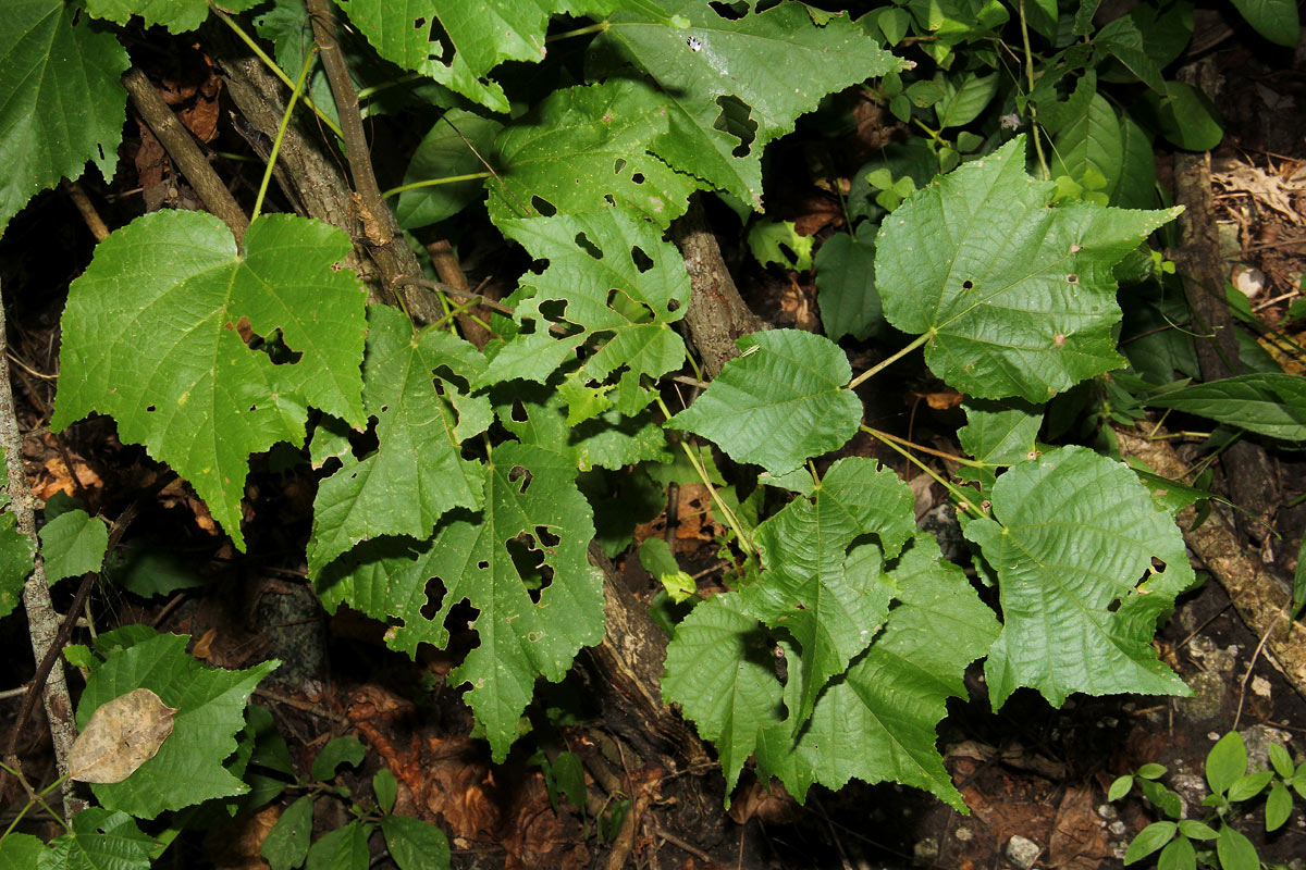 Dombeya kirkii Dombeya kirkii