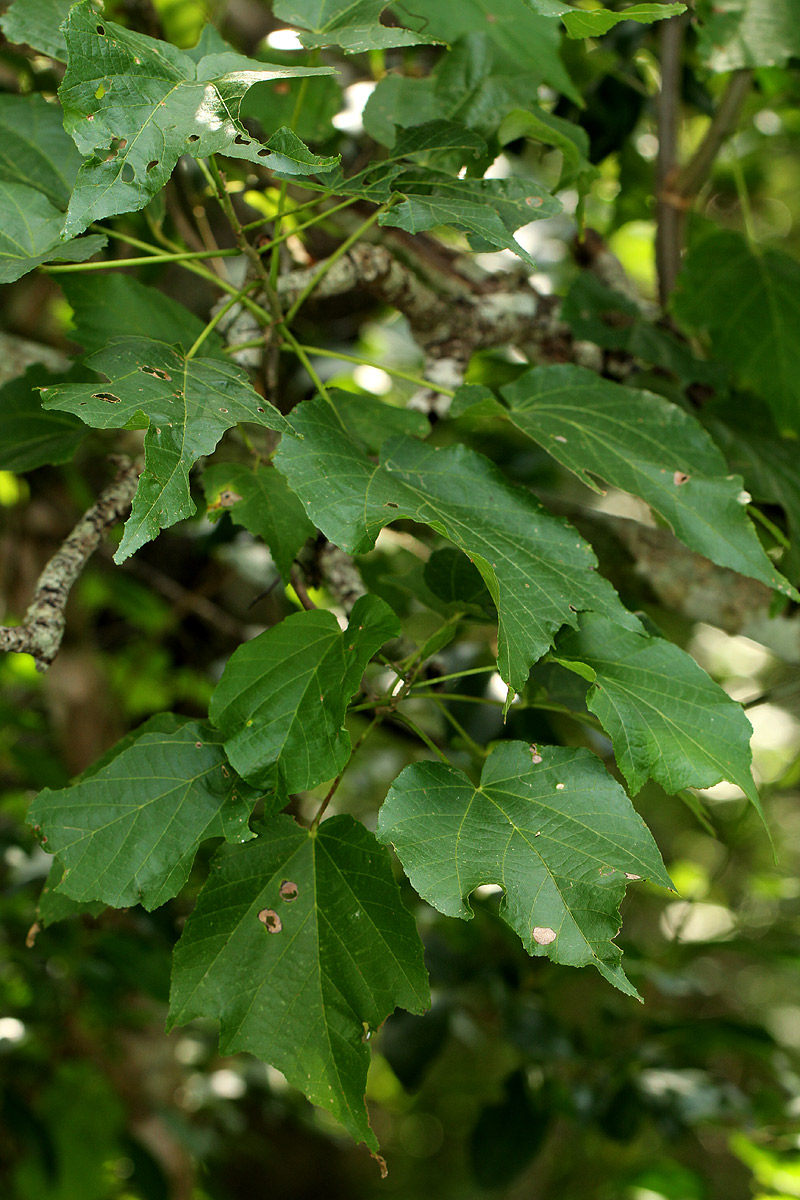 Dombeya kirkii Dombeya kirkii