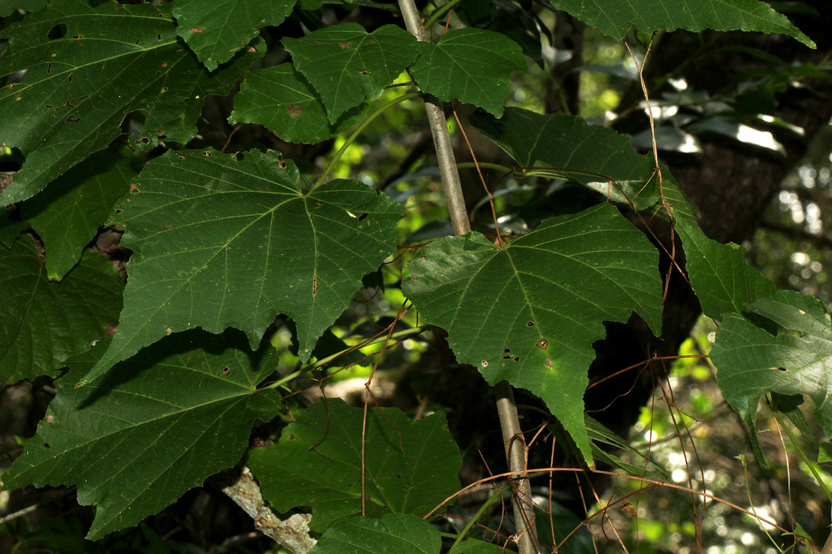 Dombeya kirkii Dombeya kirkii