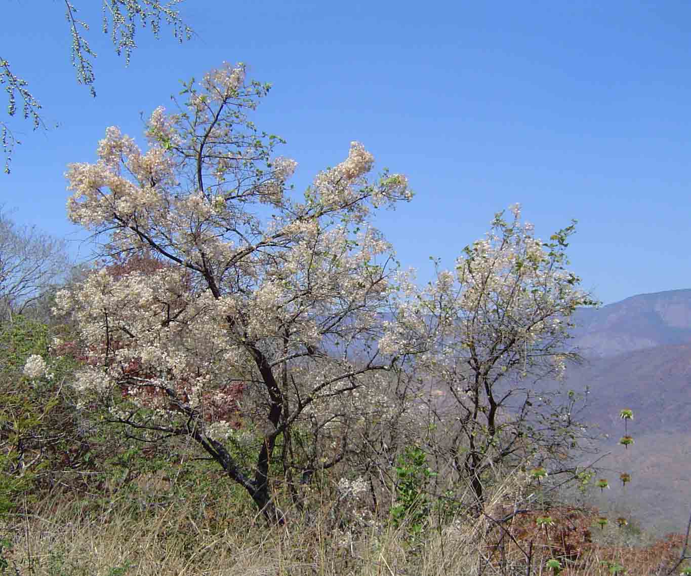 Dombeya rotundifolia Dombeya rotundifolia