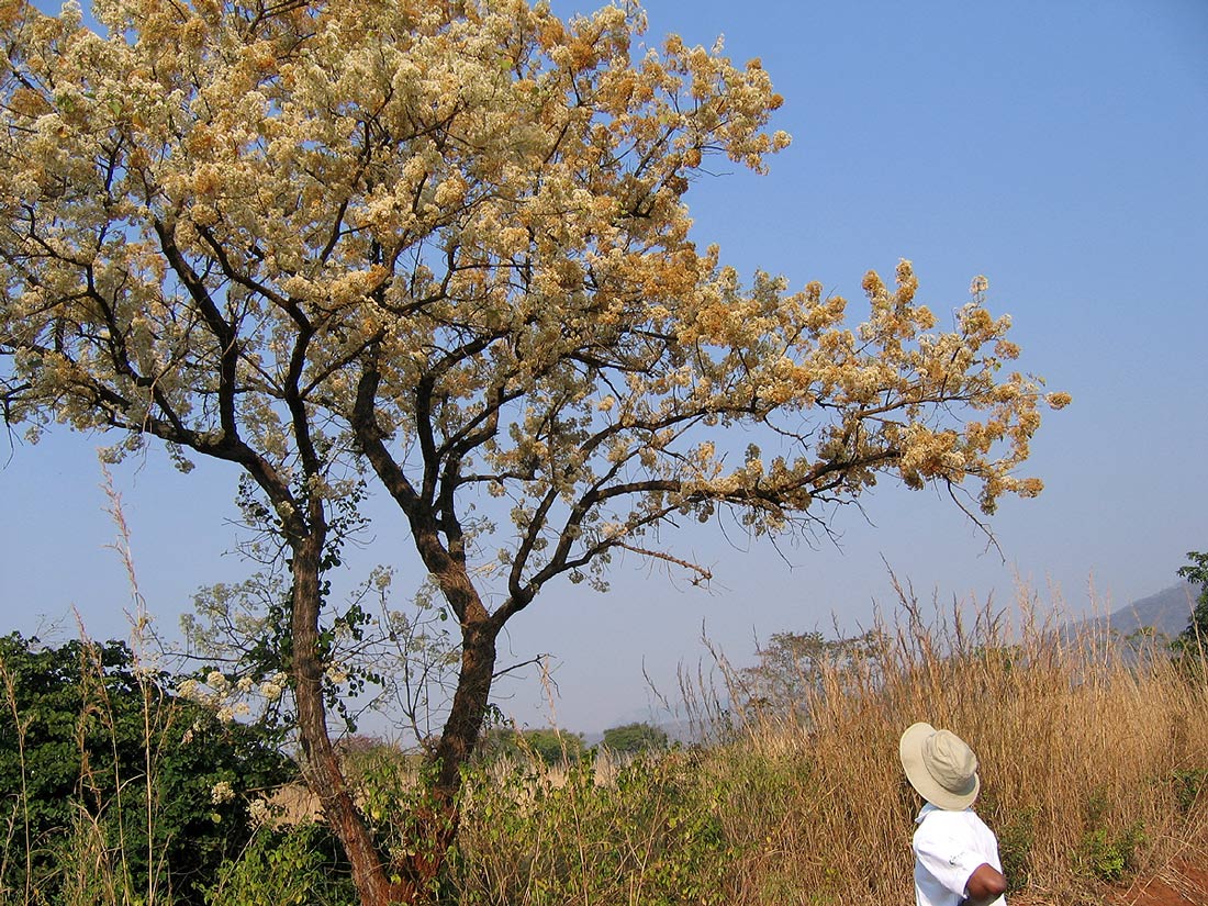 Dombeya rotundifolia Dombeya rotundifolia