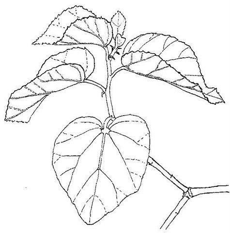Dombeya rotundifolia Dombeya rotundifolia