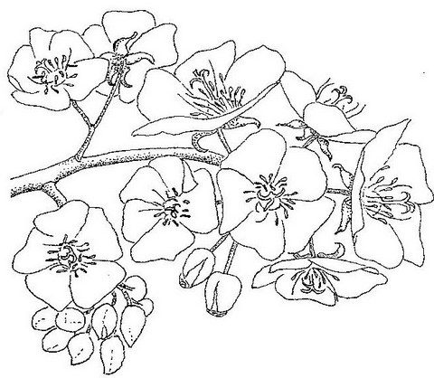 Dombeya rotundifolia Dombeya rotundifolia