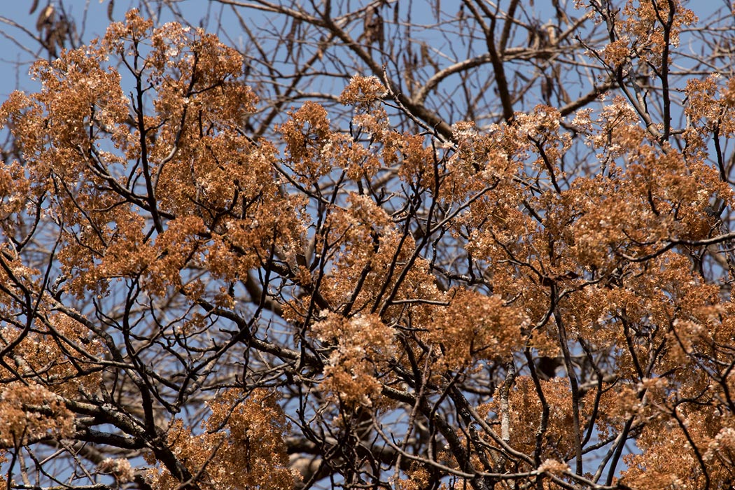 Dombeya rotundifolia Dombeya rotundifolia
