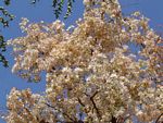 Dombeya rotundifolia