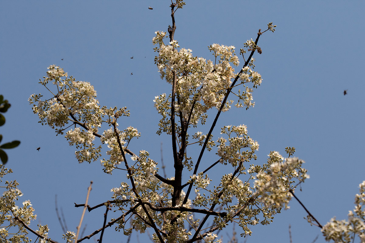 Dombeya rotundifolia Dombeya rotundifolia