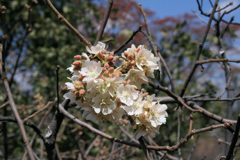 Dombeya rotundifolia Dombeya rotundifolia
