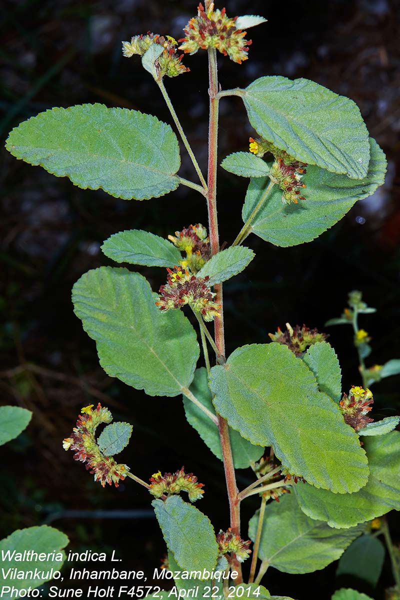 Waltheria indica Waltheria indica