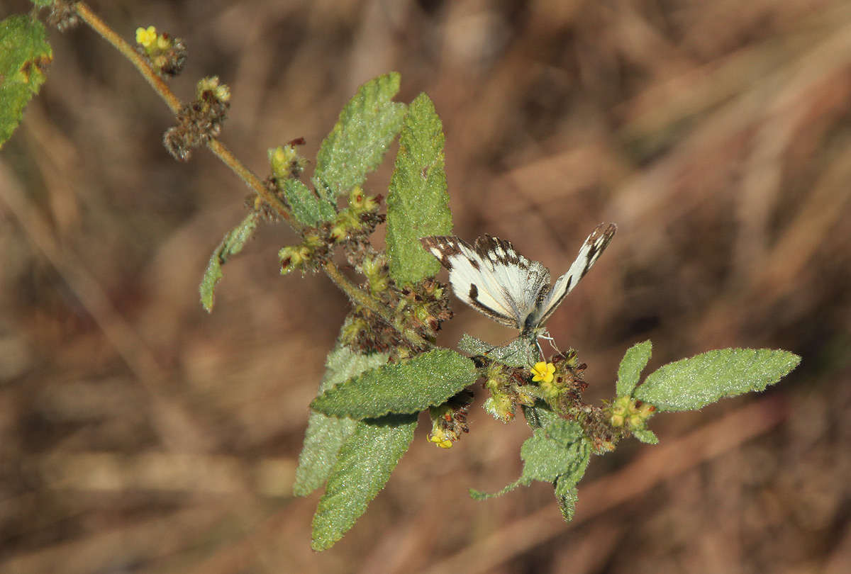 Waltheria indica Waltheria indica