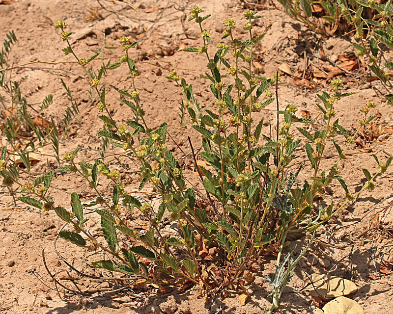 Waltheria indica