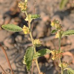 Waltheria indica