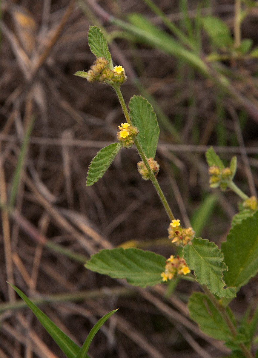 Waltheria indica Waltheria indica