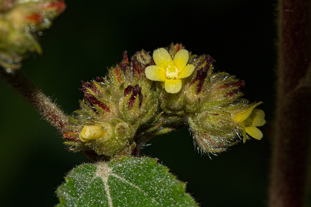 Waltheria indica Waltheria indica