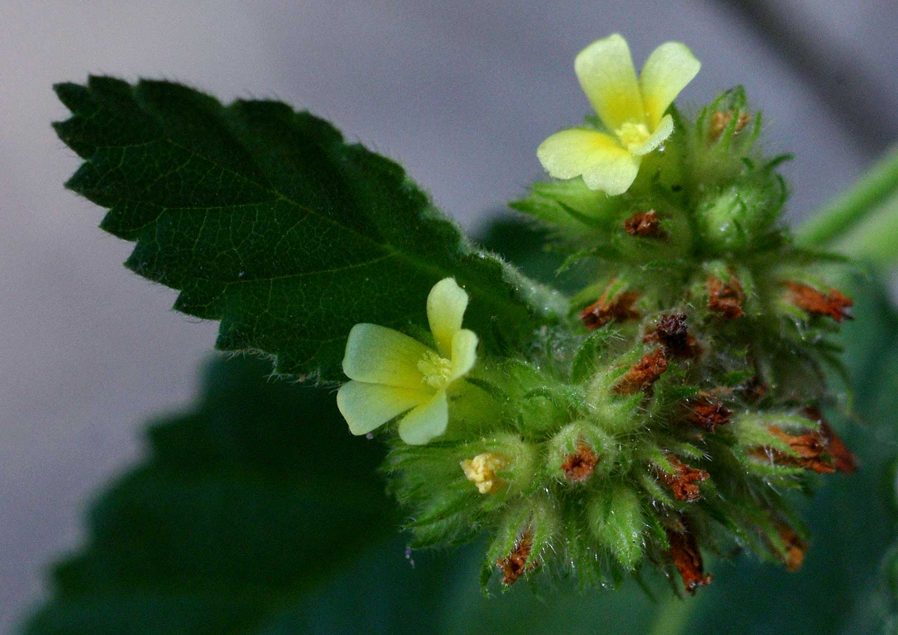 Waltheria indica Waltheria indica