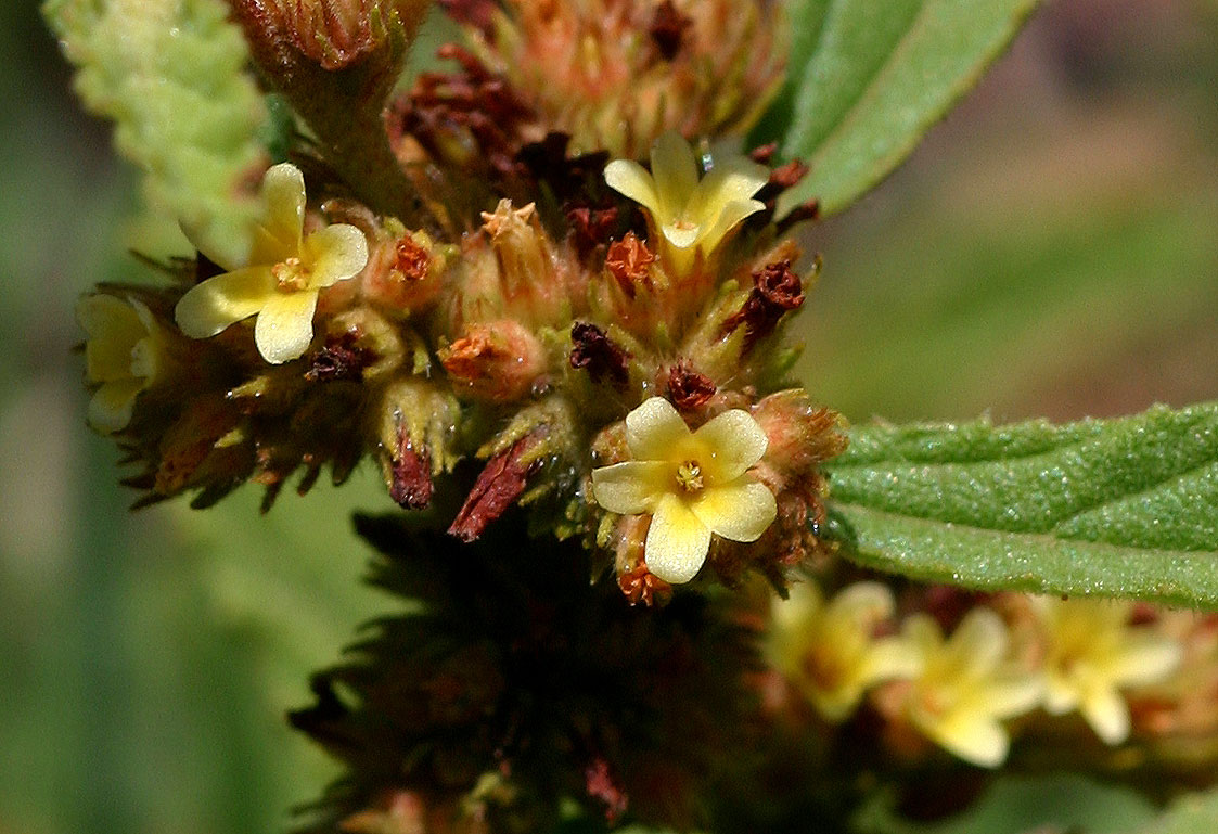Waltheria indica Waltheria indica
