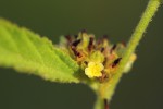 Waltheria indica