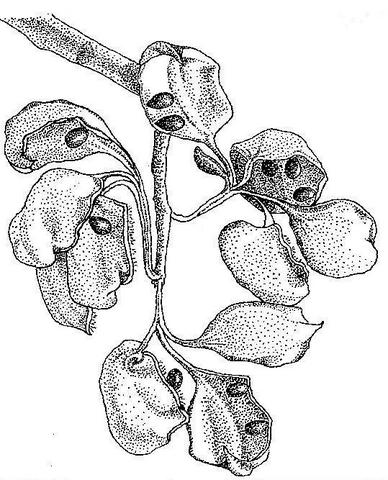 Sterculia quinqueloba