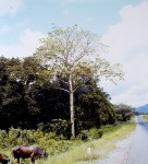 Sterculia quinqueloba
