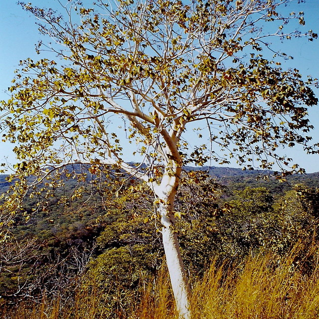 Sterculia quinqueloba